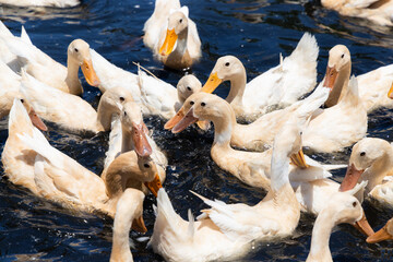Duck in local farm of Taiwan