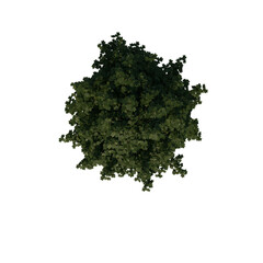 Fototapeta premium Top view tree (Young Common Maple 2) png 