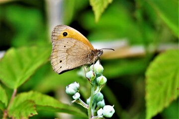 Papillon Myrtil butine fleur 