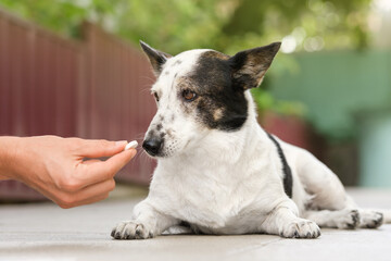 Owner is giving cute small black and white dog medicine, pills for arthritis.