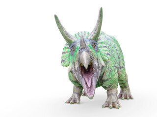 triceratops is angry on white background