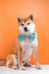 Portrait of shiba inu 5 month old puppy on orange background. Dog is wearing bow tie.