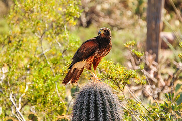 Harris's Hawk