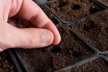 Man hand sowing lavender seeds in pots with soil at home. Botanical and gardening concept image. Copy space for design or text
