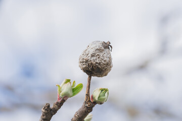 A withered pear covered in mold on a branch with young shoots against a blue sky background.