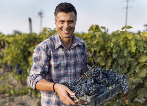 Farmer harvesting grapes in vineyard
