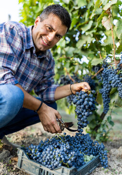 Farmer harvesting grapes in vineyard