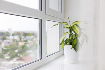 Dieffenbachia houseplant near window. Flower pot with a plant on the windowsill.
