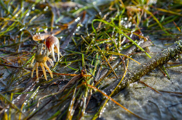 Fiddler crab in the grass on Ono Island, Orange Beach, Alabama