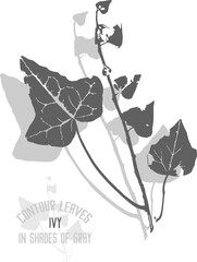 Ivy branch with leafs vector silhouette. A set of decorative English Ivy leaves silhouette for further color application. Line art of Hedera helix leaves in shades of gray.