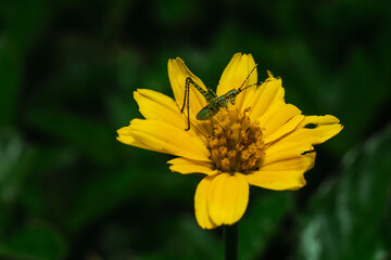 Insecto. Flor amarilla. Jardin.