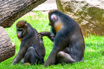 mother and baby baboon