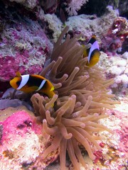 Fototapeta na wymiar clown fish of the red sea