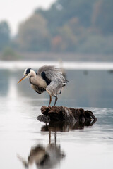 Grey Heron, Ardea cinerea, fishing in calm water. Bird standing in big pond.