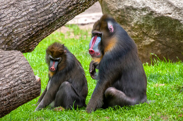 mother and baby baboon