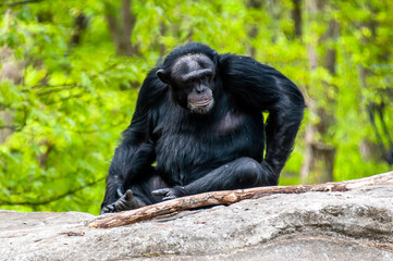 chimpanzee 