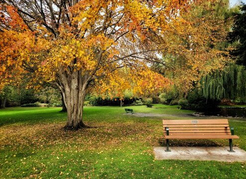 Scenery of a single wooden branch under the tree in the park