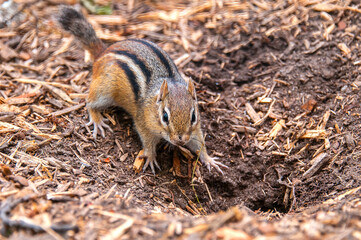 chipmonk on the ground