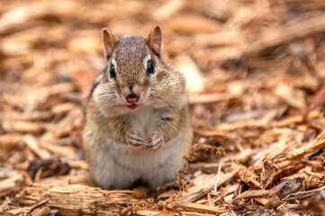 Obraz premium chipmonk eating