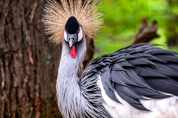 grey crowned crane