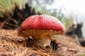 Amanita muscari, beautiful red-headed sour fly, hallucinogenic toxic fungus, close up in natural environment.