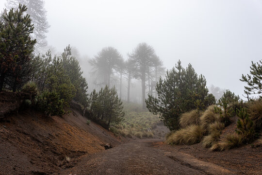 Rainforest road in the Nevado de colima mountains in ciudad guzman, jalisco.