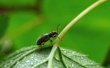 A beetle crawls along the green stem of a plant in dew drops. Beetles on the plantation. Invasion...