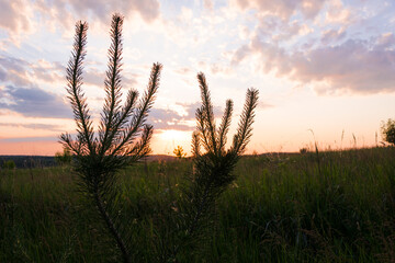 Obraz premium Sunset or sunrise in a spring field with green grass, pine trees and cloudy sky. Sunbeams making their way through the clouds. Dramatic twilight sky with multicolor clouds.