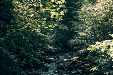An English woodland walk in Summer in the Yorkshire countryside