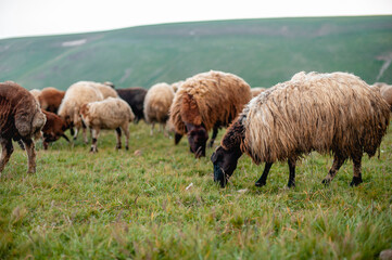 Obraz premium Close-up of a flock of sheep grazing in the pasture, eating grass with their muzzles down. Sheep breeding in mountainous areas as a source of income and subsistence, summer pasture of sheep