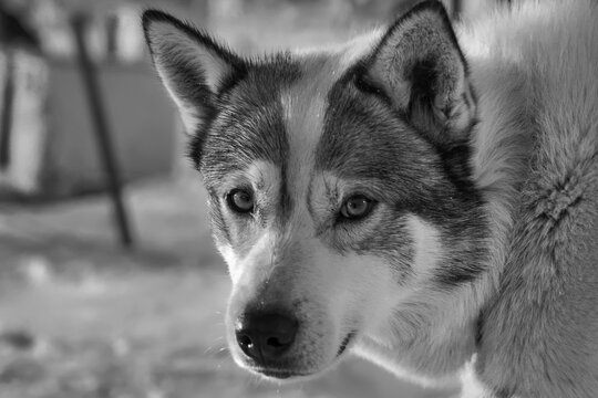 Husky portrait Sled Dog Kennel. outside of Longyearbyen on Svalbard.