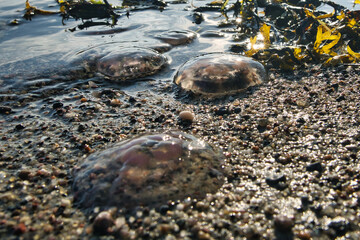 Quallen Ostsee