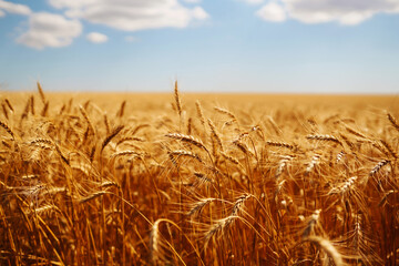Golden wheat field and blue sky. Growth nature harvest. Agriculture farm.