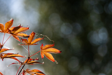 Acer japonicum, the Amur maple, Japanese-maple or fullmoon maple, is a species of maple native to Japan, and also southern Korea. Orange purple yellow green leaves