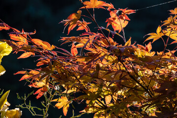 Acer japonicum, the Amur maple, Japanese-maple or fullmoon maple, is a species of maple native to Japan, and also southern Korea. Orange purple yellow green leaves