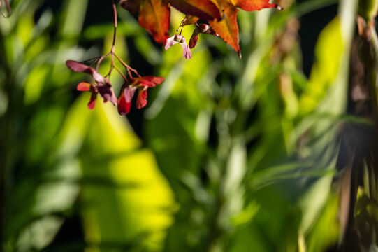 Rrd acer japonicum seed flowers