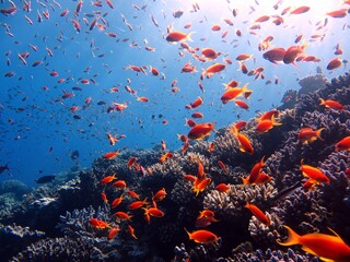 Plakat red sea fish