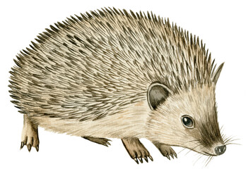 Hand drawn watercolor illustration with european hedgehog isolated on white background.