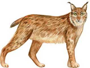 Hand drawn watercolor illustration with european lynx isolated on white background.
