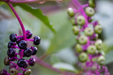 Wild plant Phytolacca americana, note shallow depth of field