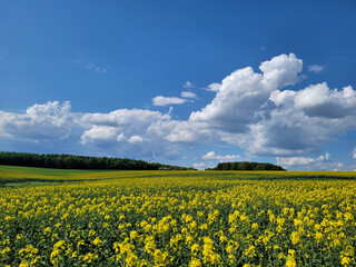 Pole rzepaku na tle lasu i farmy wiatrowej. © Adam Sadlak