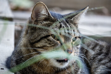 Turkish stray  greycat. Homeless cat. Istanbul Turkey,	