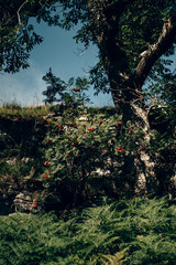 An English woodland walk in Summer in the Yorkshire countryside