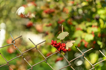 Closeup of bunches of red berries of a Guelder rose or Viburnum. Shrub on a sunny day at the end of the summer season. 