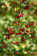 Red fruit of Crataegus monogyna, known as hawthorn or single-seeded hawthorn ( may, mayblossom, maythorn, quickthorn, whitethorn, motherdie, haw )
