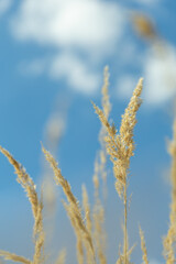 stalks of dry grass in a field on the background of the sky. grass in wind