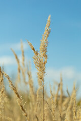 Fototapeta premium stalks of dry grass in a field on the background of the sky. grass in wind