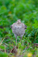 Great snipe. Displaying bird in spring. Gallinago media