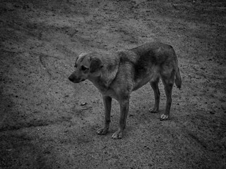 Chernobyl stray dog