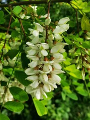 blooming tree